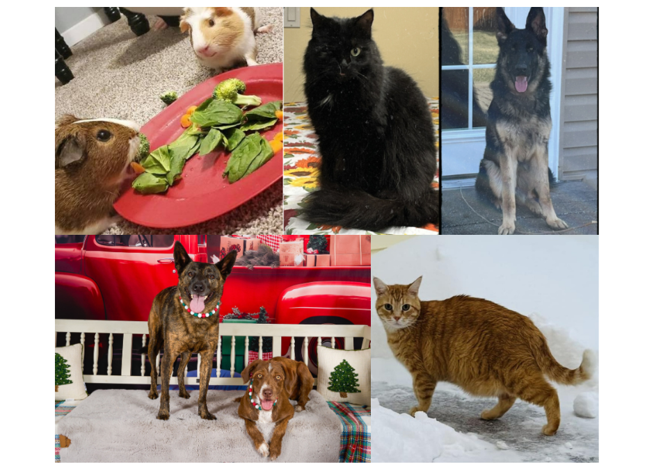 Paws, Prep, & Moving Day: Tips on How to Get Your Pets Ready for a Stress‑Free Professional Move